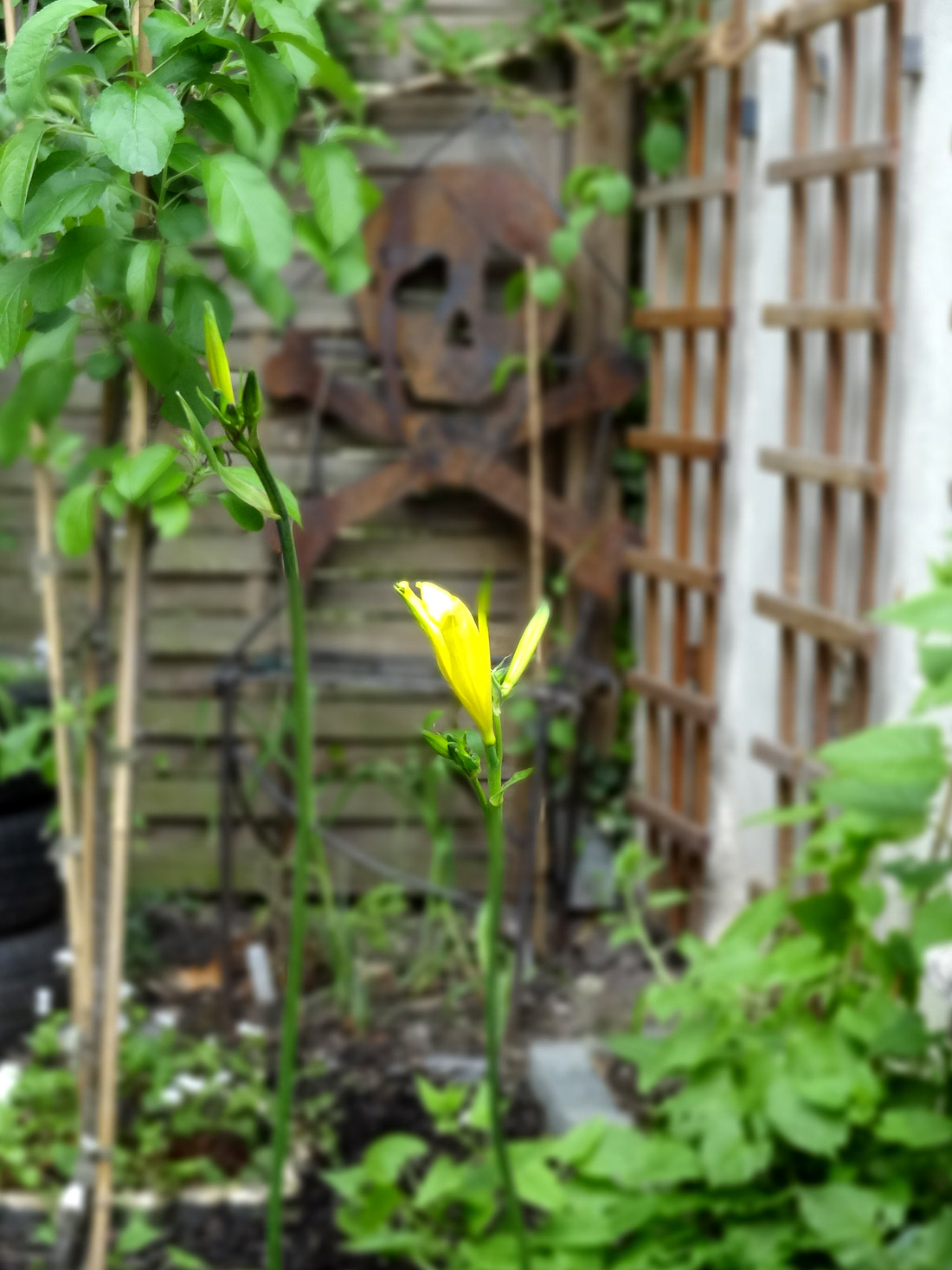 Mein Star des Gartens: Die Zwerg-Taglilie
