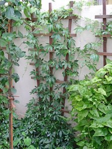 Jiaogulan - die Pflanze wuchert im Garten
