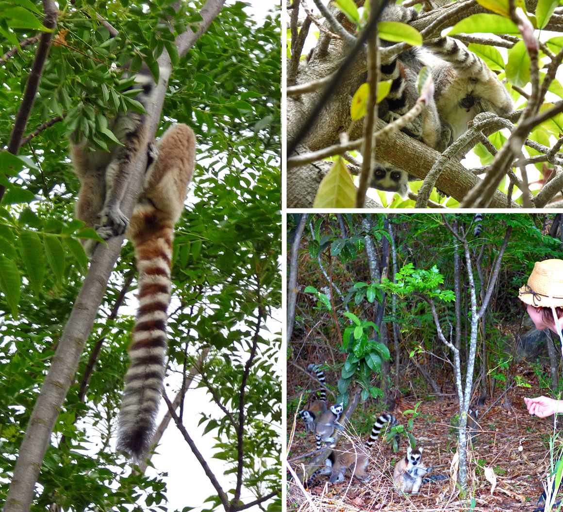 Lemuren im Anja Nationalpark