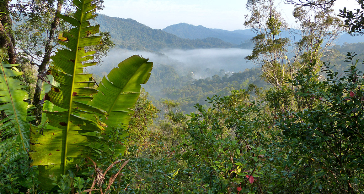Regenwald in Madagaskar - Ranomafana