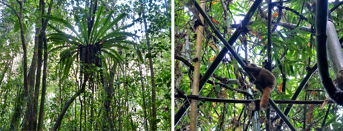 Baum der Reisenden und Lemuren in Ranomafana