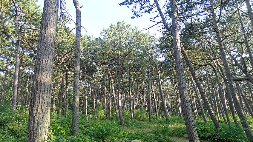 Wald in St. Peter Ording