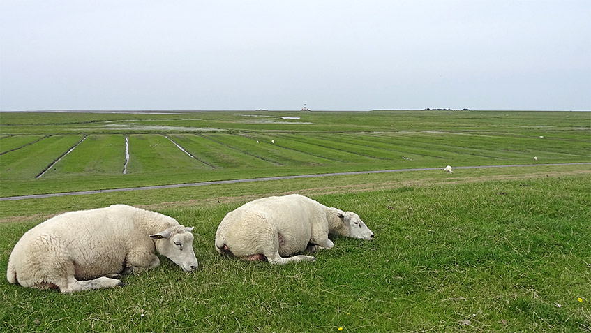 Schlummernde Schafe