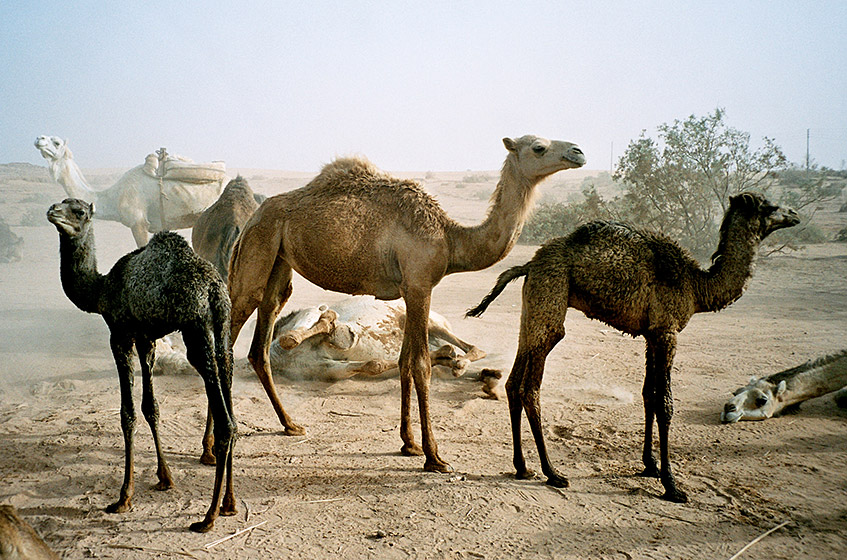 Kamelherde in Ägypten