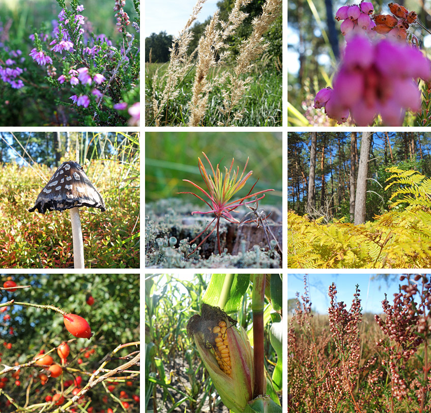 Pflanzenvielfalt in Heide und Moor