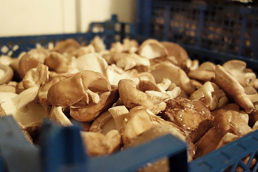 Kistenweise frische Shiitake-Pilze