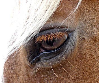 Auge der Pferde-Blondine