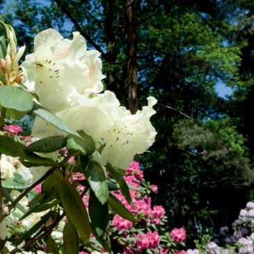 Blütenträume im Rhododendron-Park
