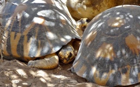 Schildkröten im Arboretum