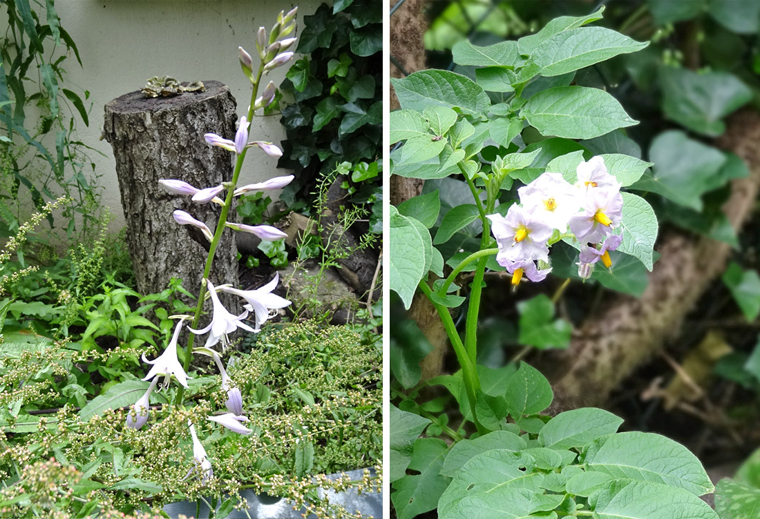 Blüten zwischen weiß und lila