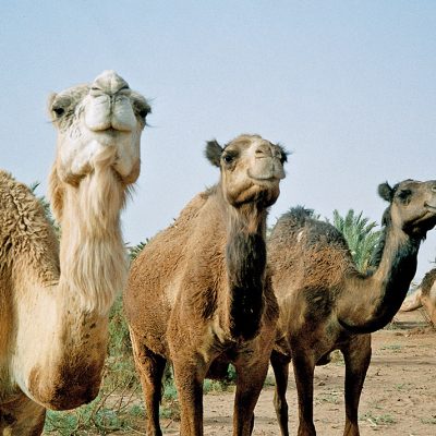 Dakhla - Kamele