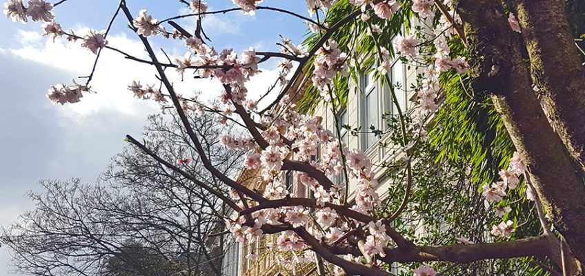 Frühling im Bremer Viertel