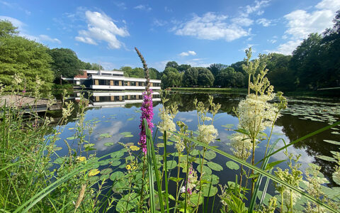 Mädesüß am Emmasee im Bremer Bürgerpark