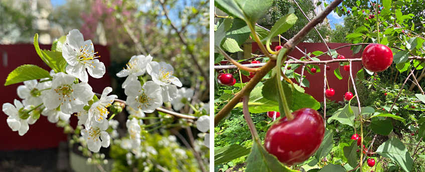 Der Kirschbaum im Garten - Blüte und Früchte