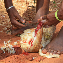 Ende eines Huhns Ende eines Huhns