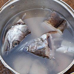 Fisch-Kopf im Topf Fisch-Kopf im Topf