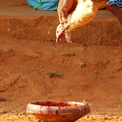 Huhn-Opfer Huhn-Opfer