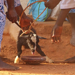 Arme Ziege Arme Ziege
