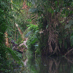 Wald-Gestalten Wald-Gestalten