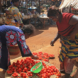 Leckere Tomaten Leckere Tomaten