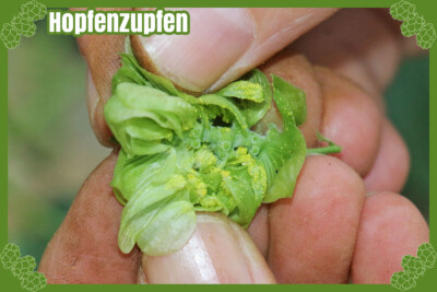 Grünhopfenbier Grüner Kuckuck - Hopfenzupfen Grünhopfenbier Grüner Kuckuck - Hopfenzupfen