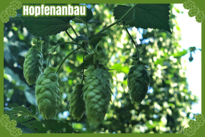Grünhopfenbier Grüner Kuckuck - Hopfenanbau Grünhopfenbier Grüner Kuckuck - Hopfenanbau