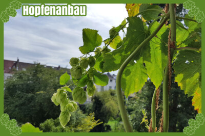 Grünhopfenbier Grüner Kuckuck - Hopfenanbau Grünhopfenbier Grüner Kuckuck - Hopfenanbau